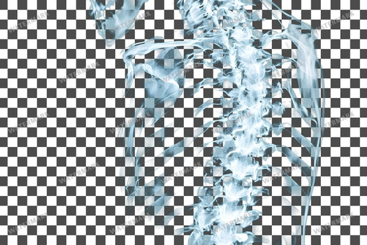 X-Ray Transparent Overlay Pngs
