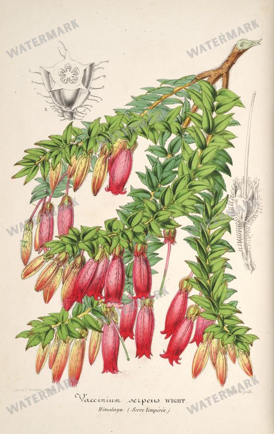 Floral Illustrations