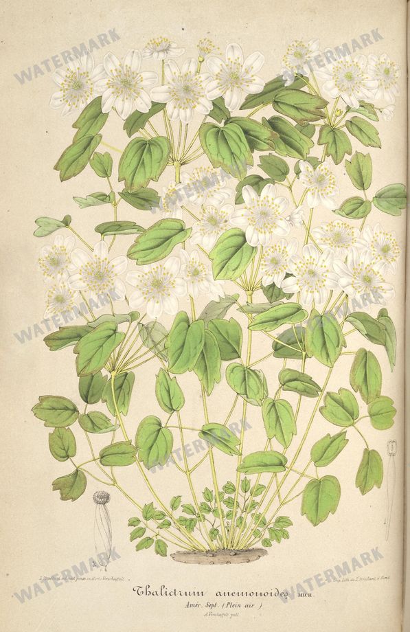 Floral Illustrations