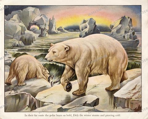 Animals Vintage Prints