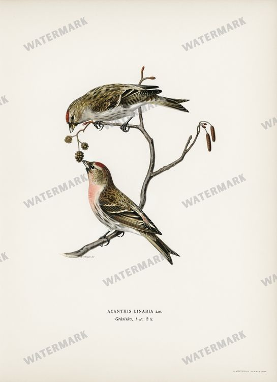 Birds Vintage Prints