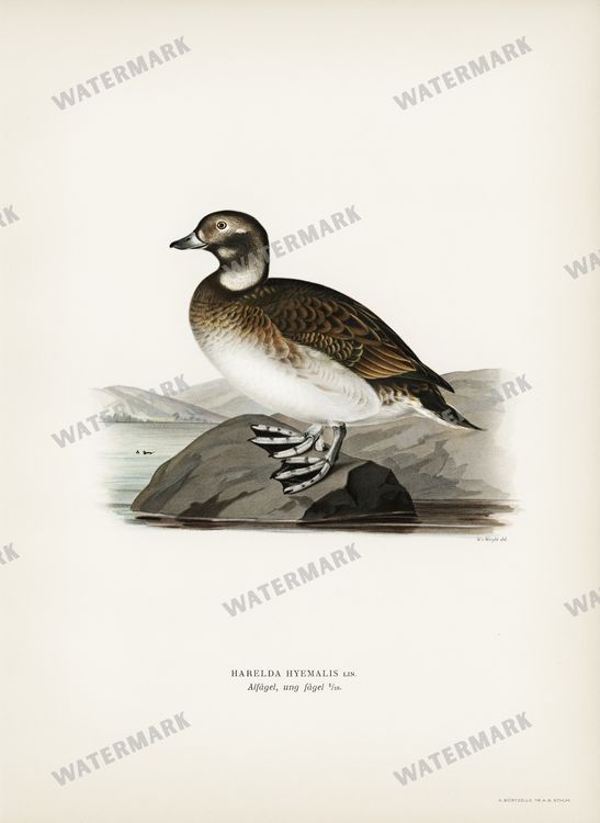 Birds Vintage Prints