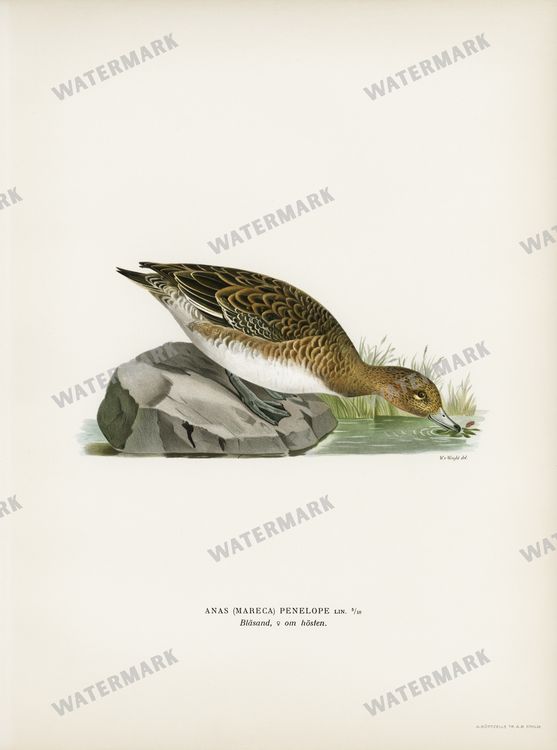 Birds Vintage Prints