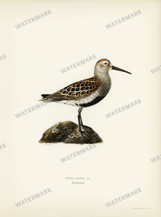 Birds Vintage Prints