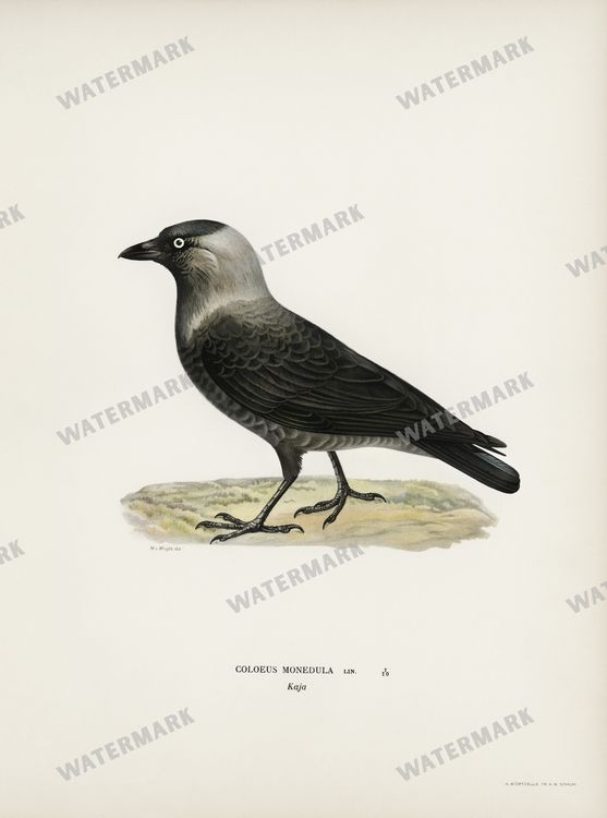 Birds Vintage Prints