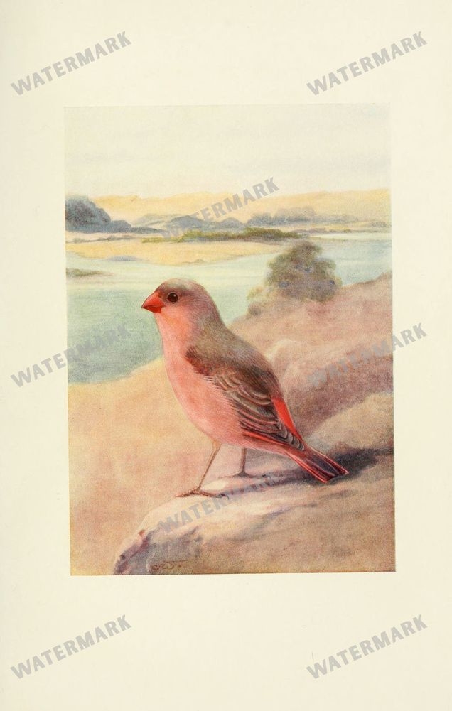 Birds Vintage Prints