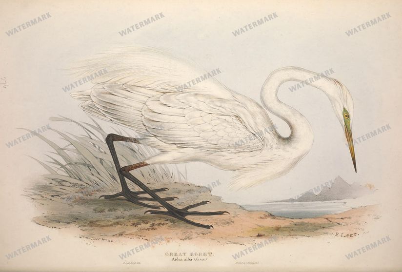 Birds Vintage Prints