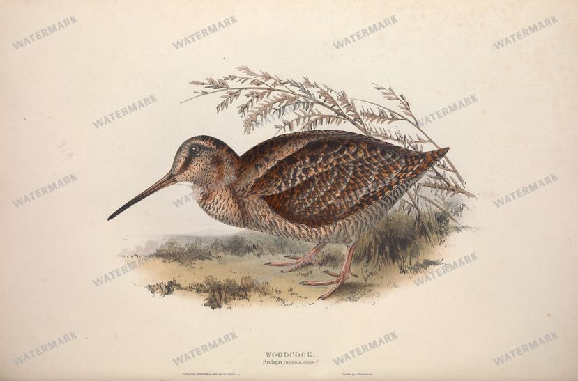 Birds Vintage Prints