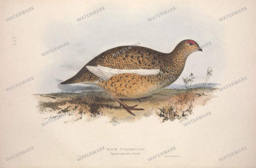 Birds Vintage Prints