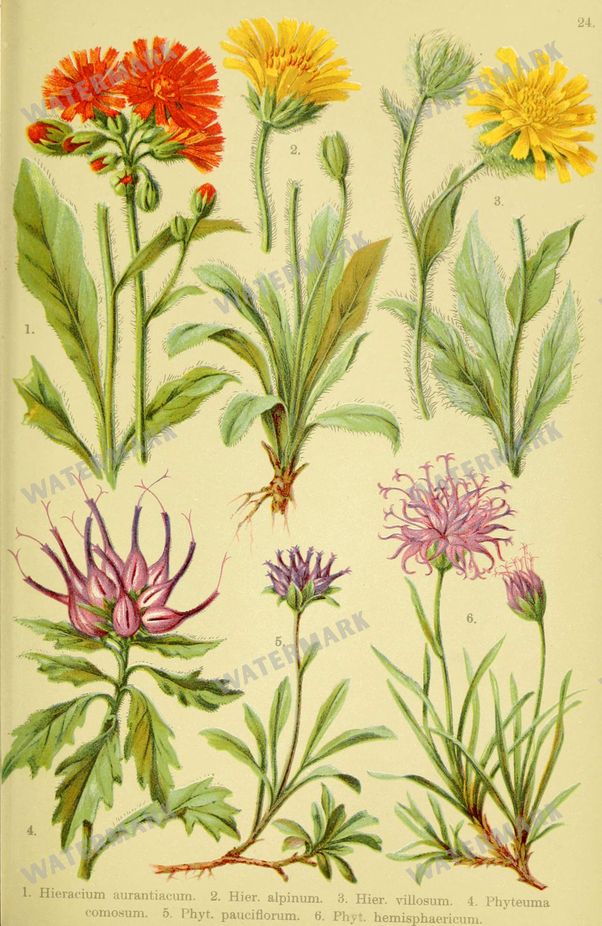 Botanical Alpen-Flora Vintage Prints