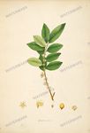 Botanical Plant Vintage Prints