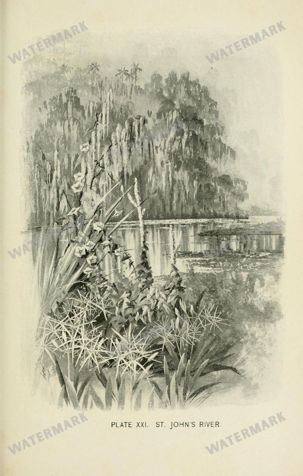 Botanical Sketches Vintage Prints