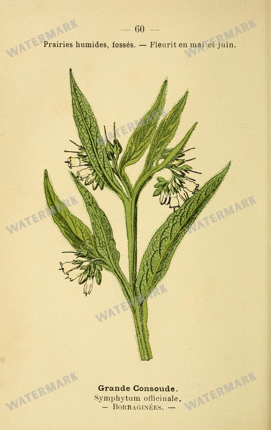 Botanical Vintage Prints