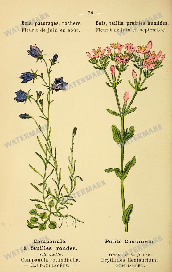 Botanical Vintage Prints