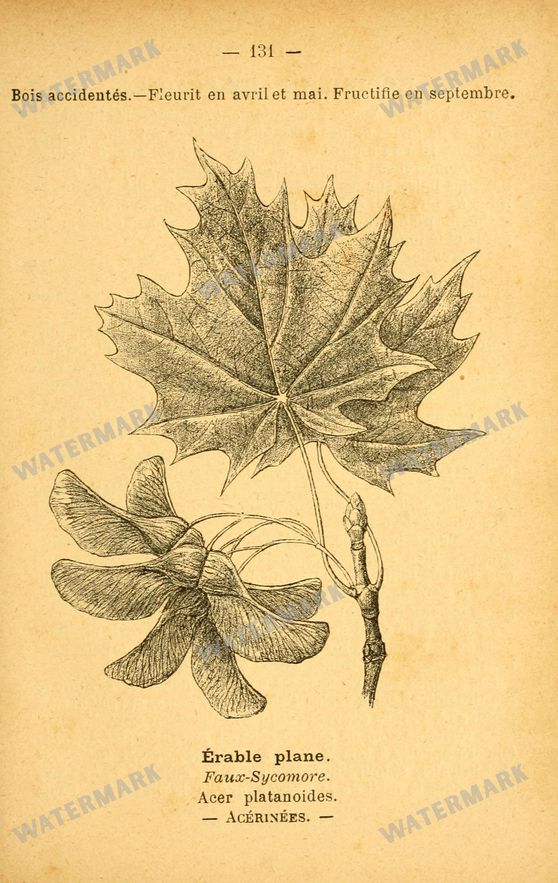 Botanical Vintage Prints