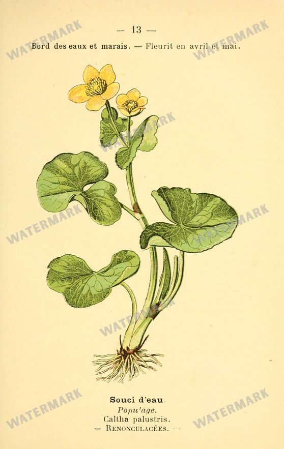 Botanical Vintage Prints
