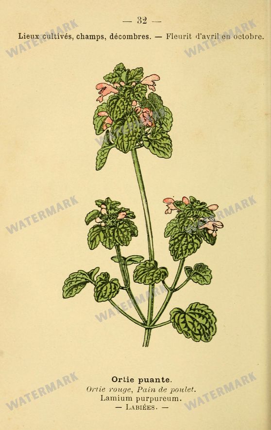 Botanical Vintage Prints