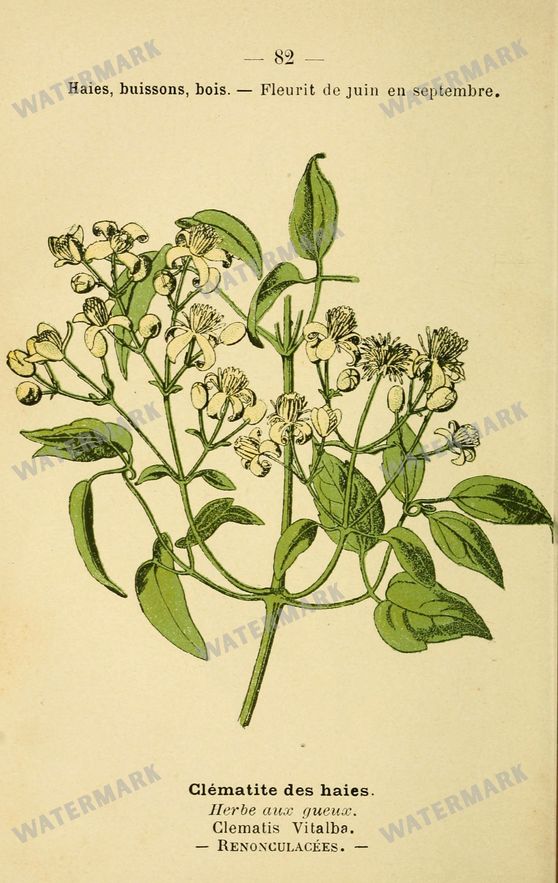 Botanical Vintage Prints
