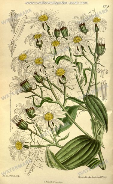 Botanical Vintage Prints