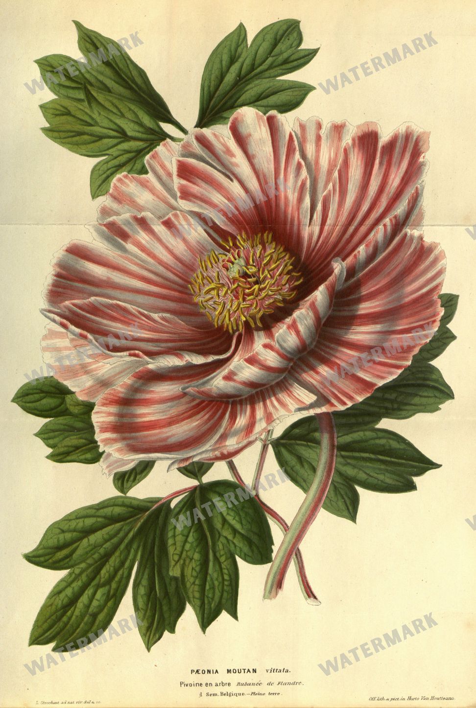Botanical Vintage Prints