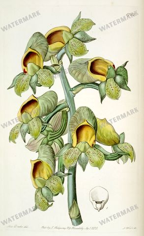 Botanical Vintage Prints