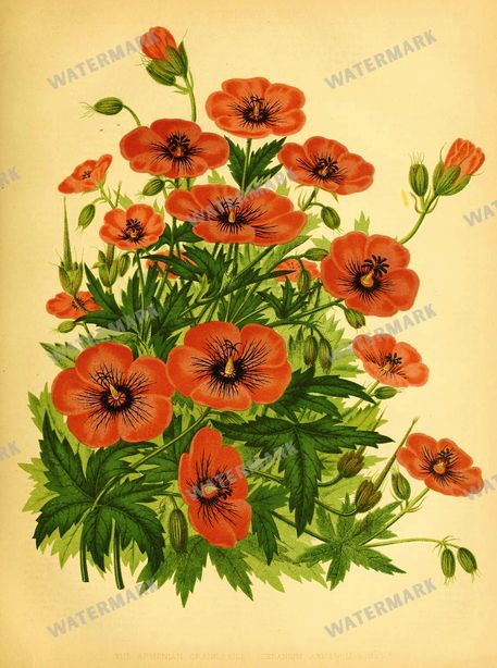 Botanical Vintage Prints