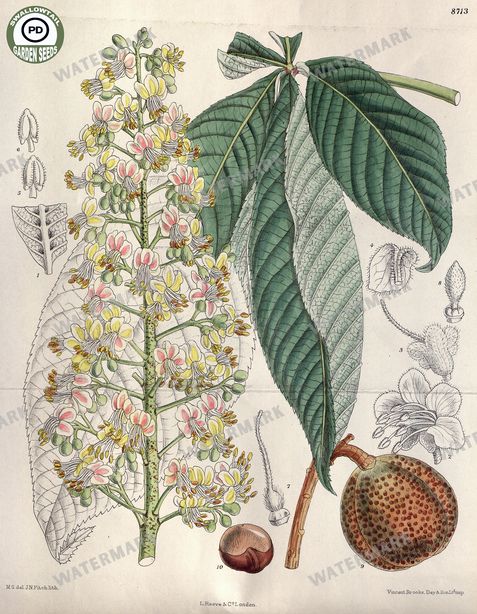 Botanical Vintage Prints