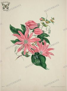Botanical Vintage Prints