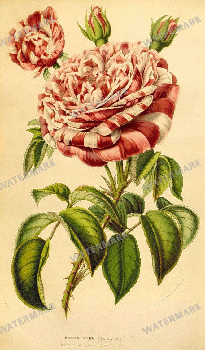 Botanical Vintage Prints