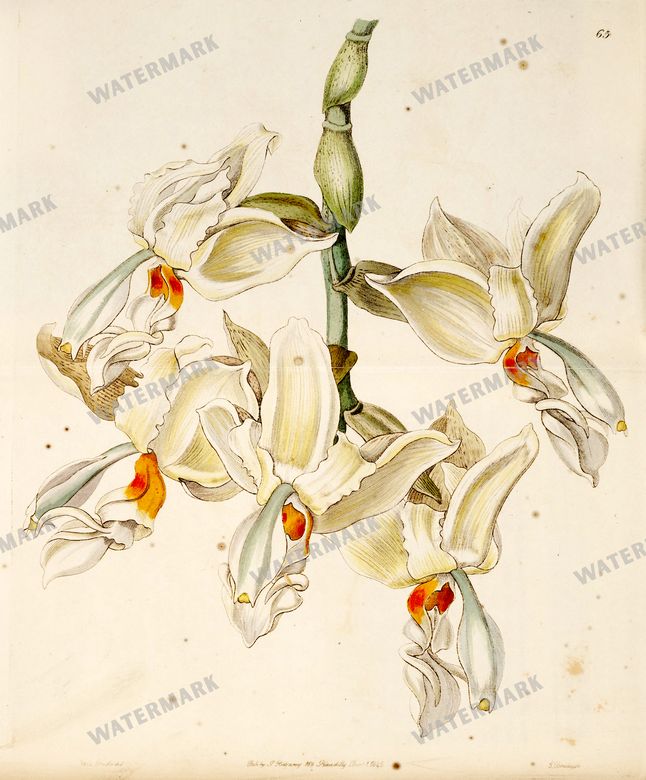 Botanical Vintage Prints