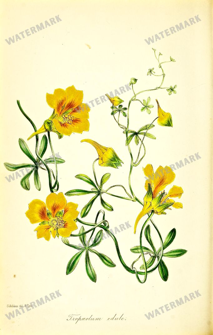 Botanical Vintage Prints