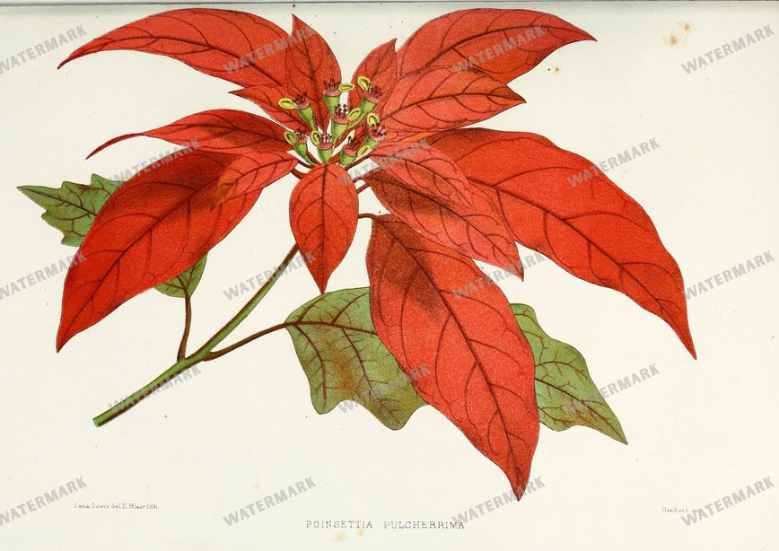 Botanical Vintage Prints