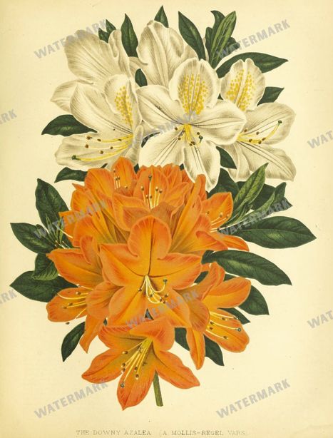 Botanical Vintage Prints