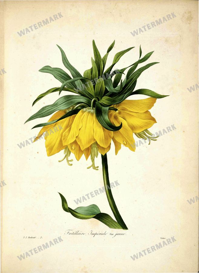 Botanical Vintage Prints