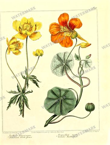Botanical Vintage Prints