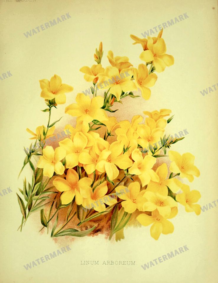 Botanical Vintage Prints