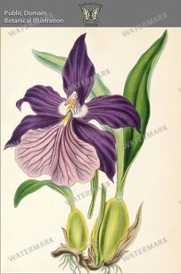 Botanical Vintage Prints