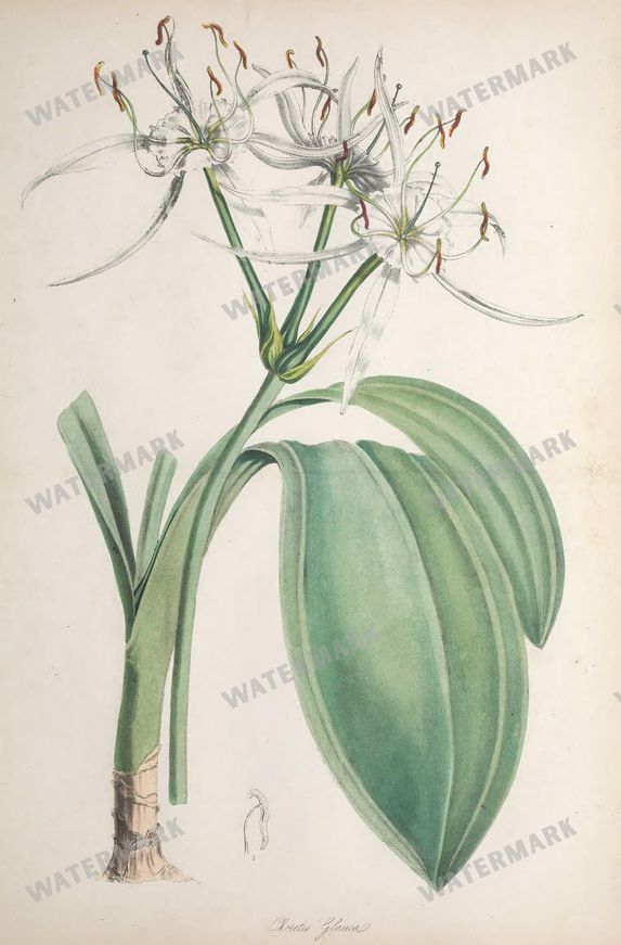 Botanical Vintage Prints