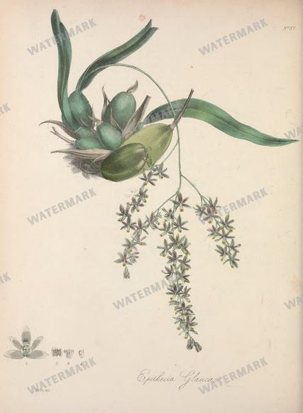 Botanical Vintage Prints