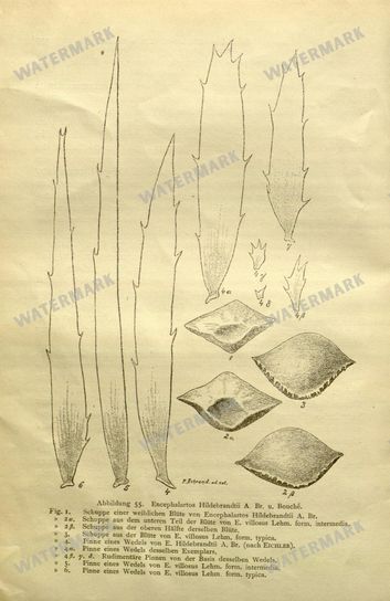 Botanical Vintage Prints