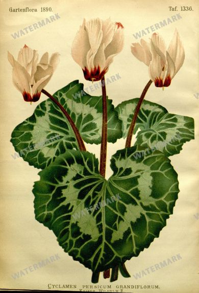 Botanical Vintage Prints