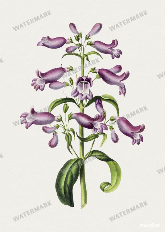Botanical Vintage Prints