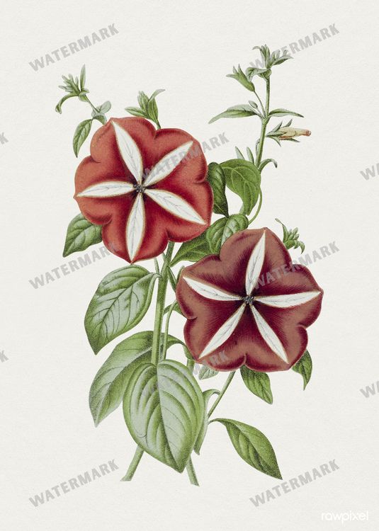 Botanical Vintage Prints