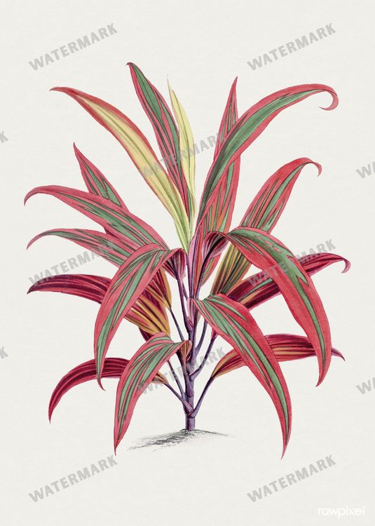 Botanical Vintage Prints