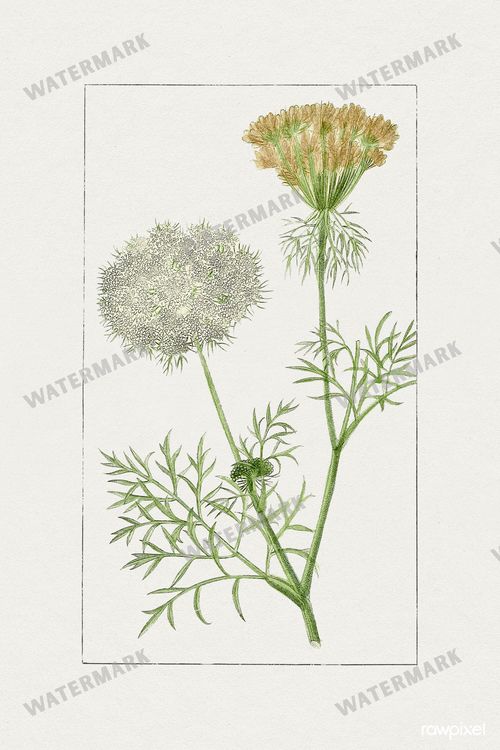 Botanical Vintage Prints