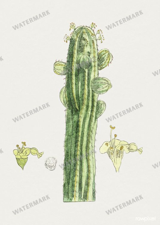 Botanical Vintage Prints