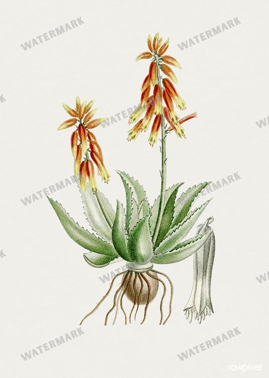 Botanical Vintage Prints
