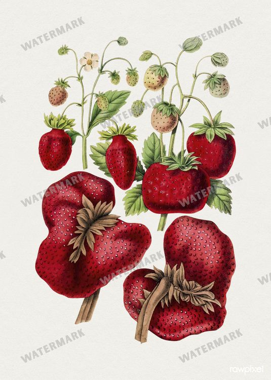 Botanical Vintage Prints