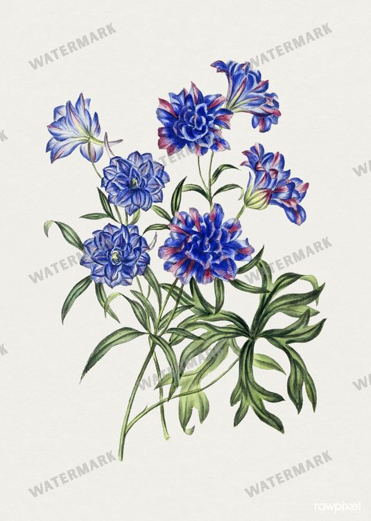 Botanical Vintage Prints