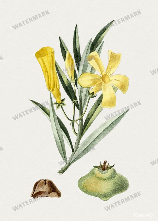 Botanical Vintage Prints